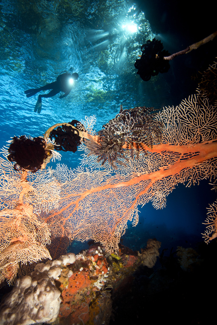 Sea fans and crinoids on Deacon's Reef with a diver above