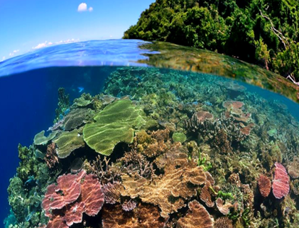 Split-level view of a shallow coral garden and jungle shoreline