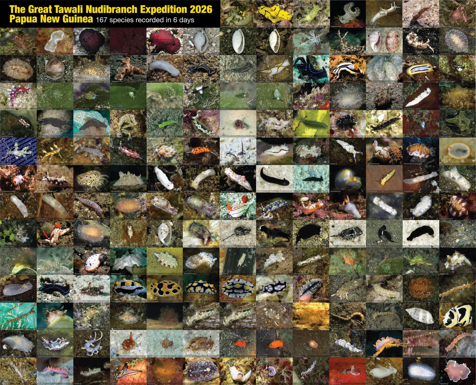 The Great Tawali Nudibranch Expedition 2026 poster — 167 nudibranch species photographed in Milne Bay over six days