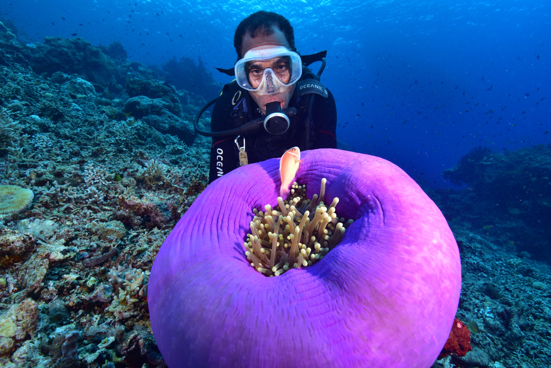 Snorkeller beside a purple anemone with anemonefish on a Milne Bay reef